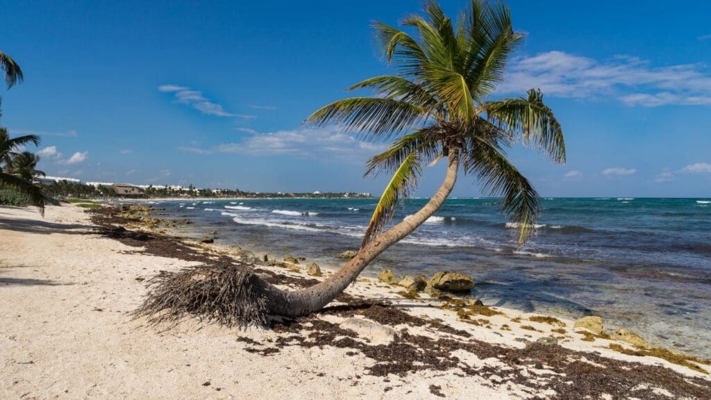 photo of palm tree and beach at Half Moon Bay in Akumal