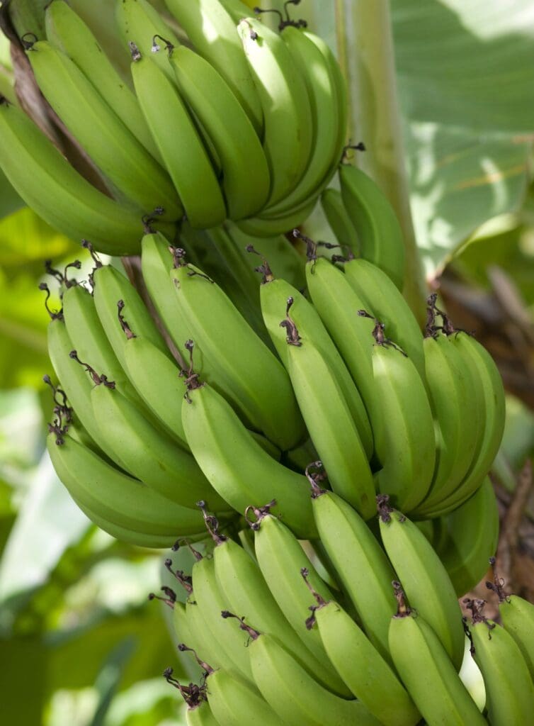 photo of bananas in St. Lucia